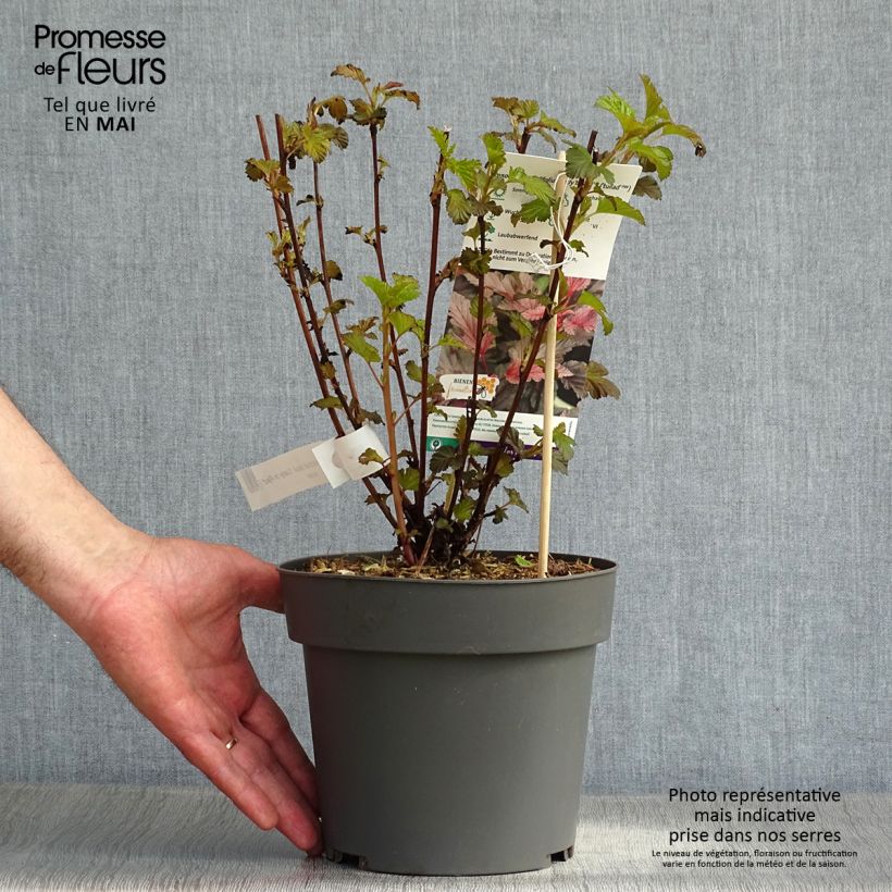 Physocarpus opulifolius Lady in Red Vaso da 3L/4L esemplare consegnato in primavera