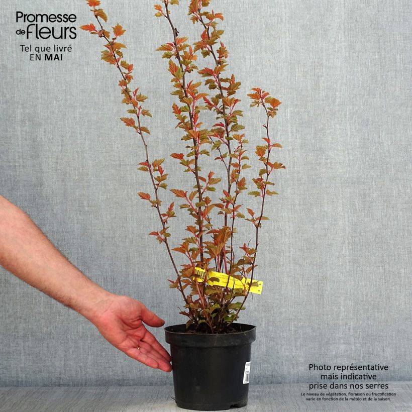 Physocarpus opulifolius Little Angel Vaso da 2L/3L esemplare consegnato in primavera