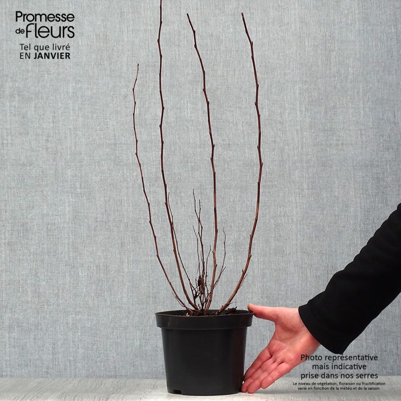 Physocarpus opulifolius Little Angel Vaso da 2L/3L esemplare consegnato in inverno