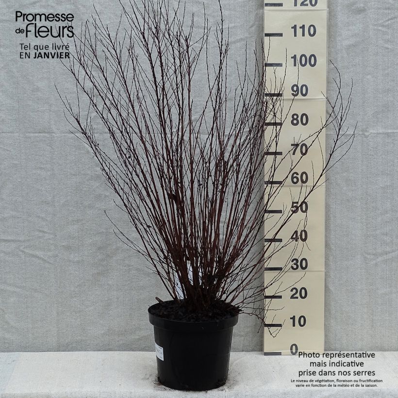 Physocarpus opulifolius Little Devil Vaso da 7,5L/10L esemplare consegnato in inverno