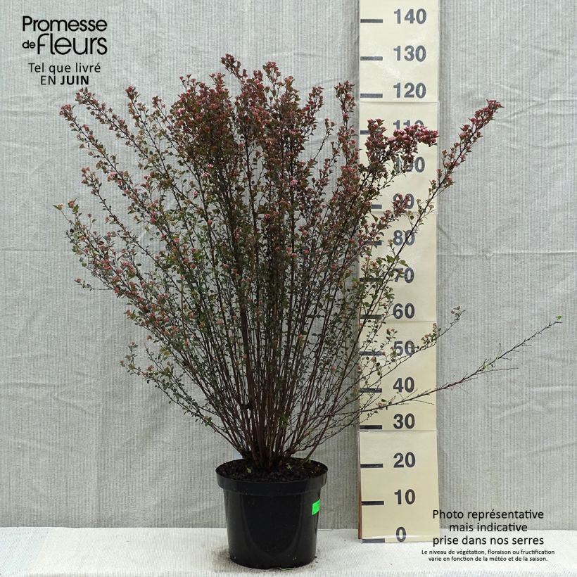 Physocarpus opulifolius Little Devil Vaso da 7,5L/10L esemplare consegnato in primavera