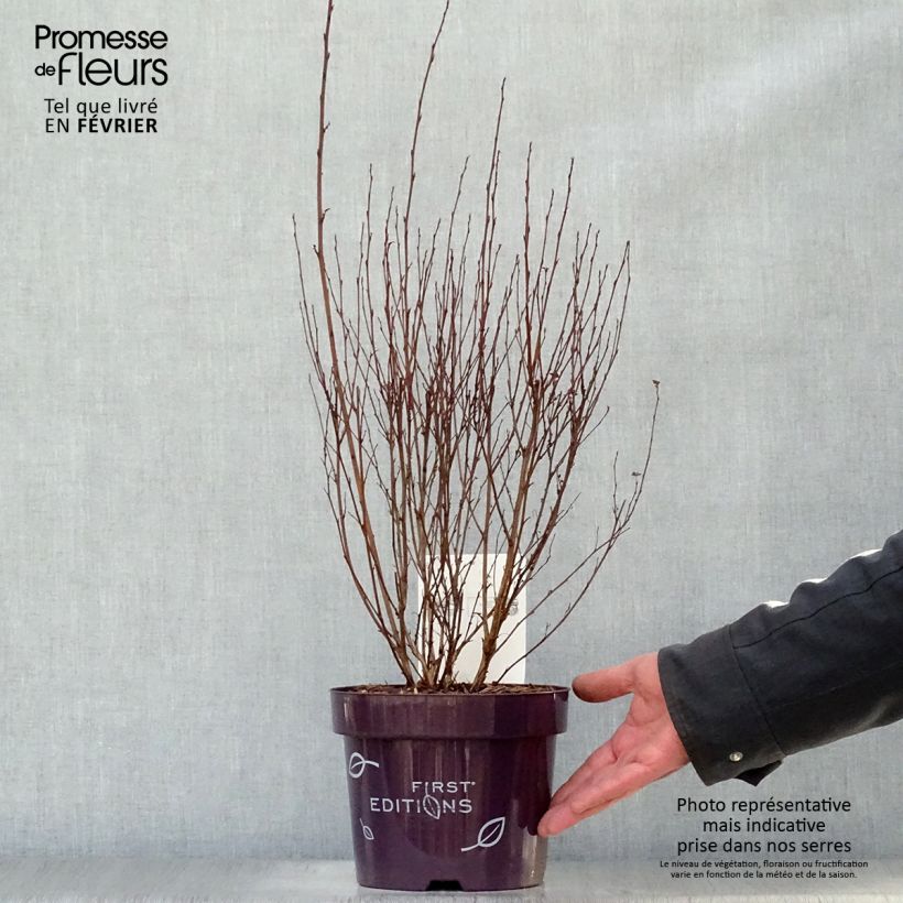 Physocarpus opulifolius Little Devil Vaso da 3L/4L esemplare consegnato in inverno