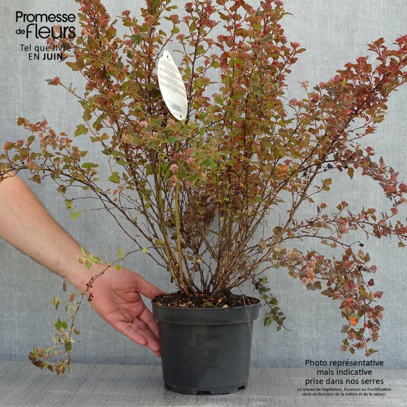 Physocarpus opulifolius Little Joker Vaso da 2L/3L esemplare consegnato in primavera