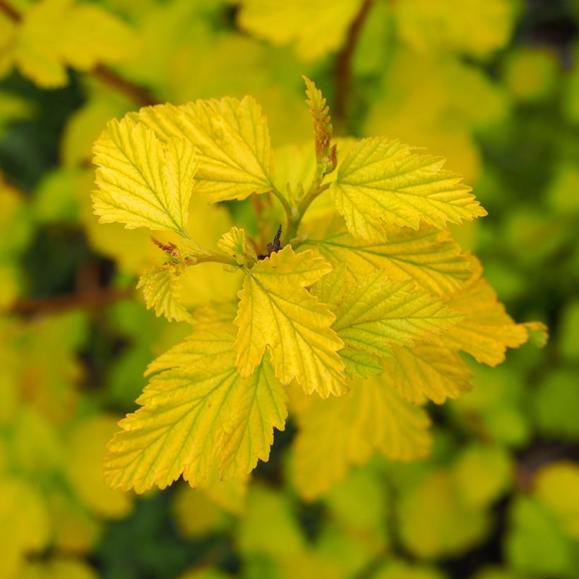 Physocarpus opulifolius Luteus (Fogliame)