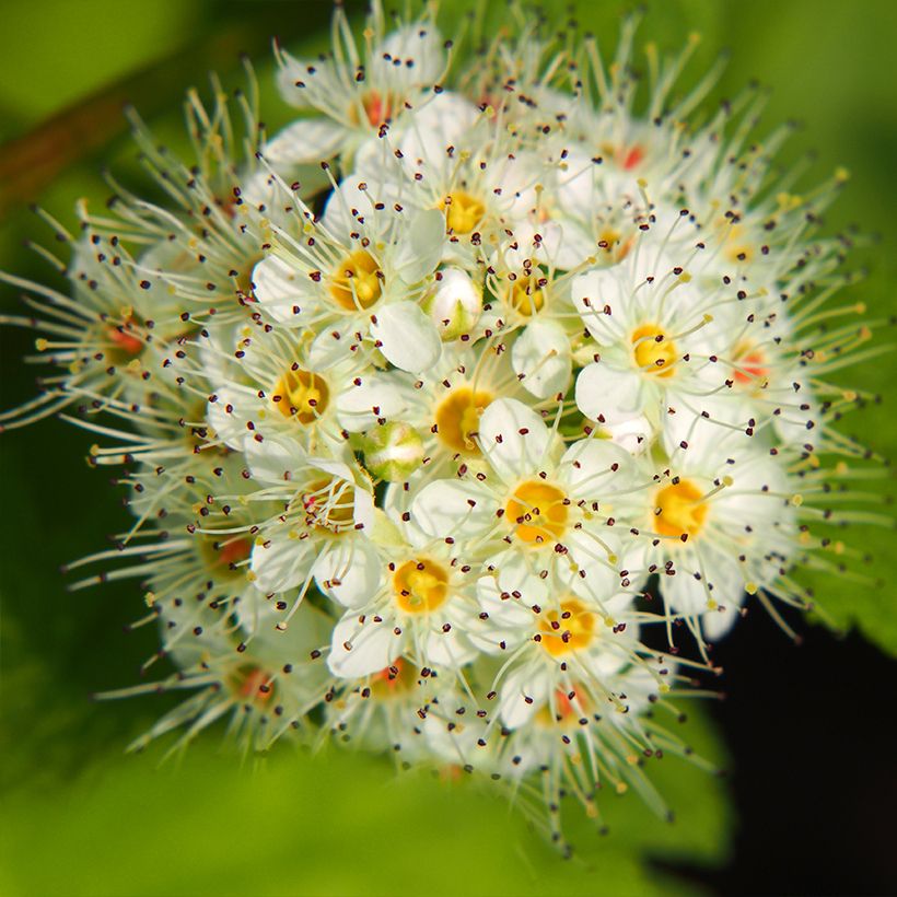 Physocarpus opulifolius Luteus (Fioritura)