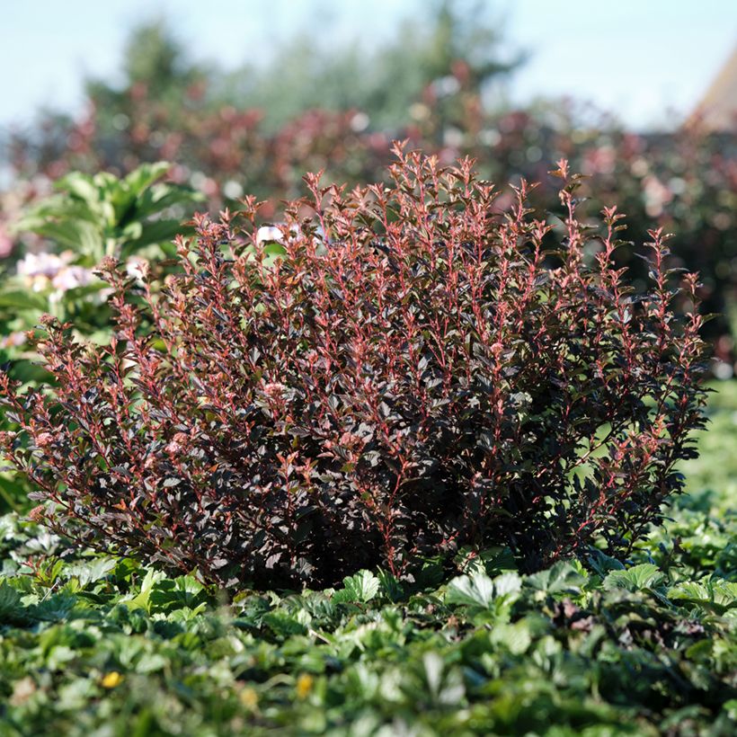 Physocarpus opulifolius Magic Sweet Cherry Tea (Porto)