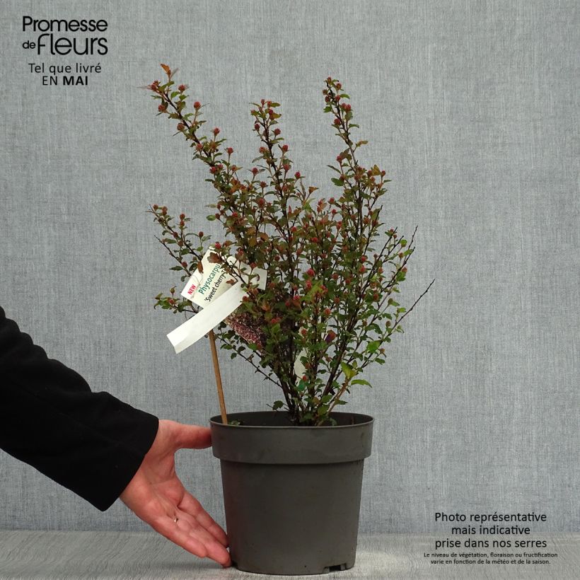 Physocarpus opulifolius Magic Sweet Cherry Tea Vaso da 3L/4L esemplare consegnato in primavera