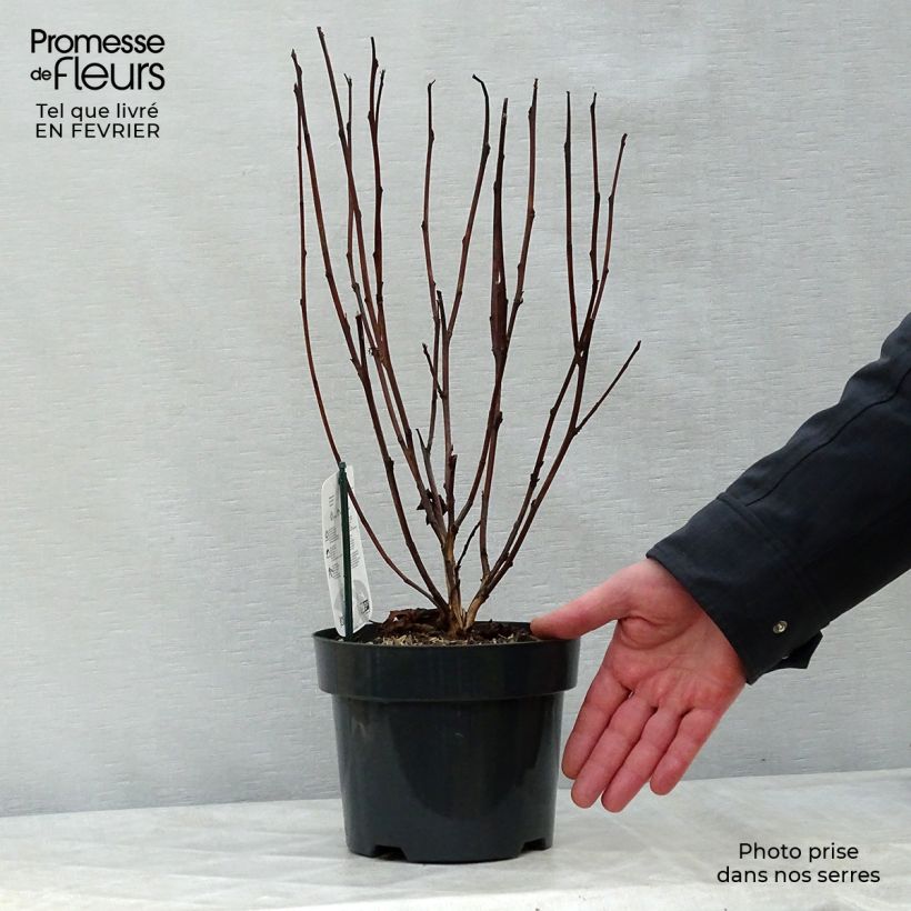 Physocarpus opulifolius Red Baron Vaso da 2L/3L esemplare consegnato in inverno