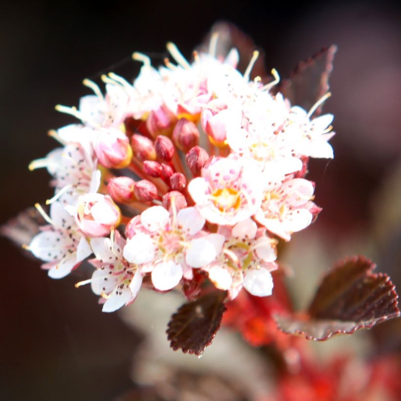 Physocarpus opulifolius Spicy Devil (Fioritura)
