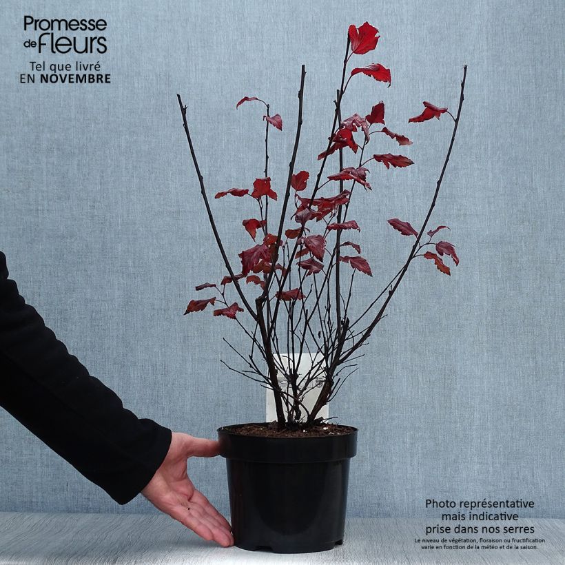 Esemplare di Physocarpus opulifolius Summer Wine Vaso da 3L/4L come consegnato in autunno