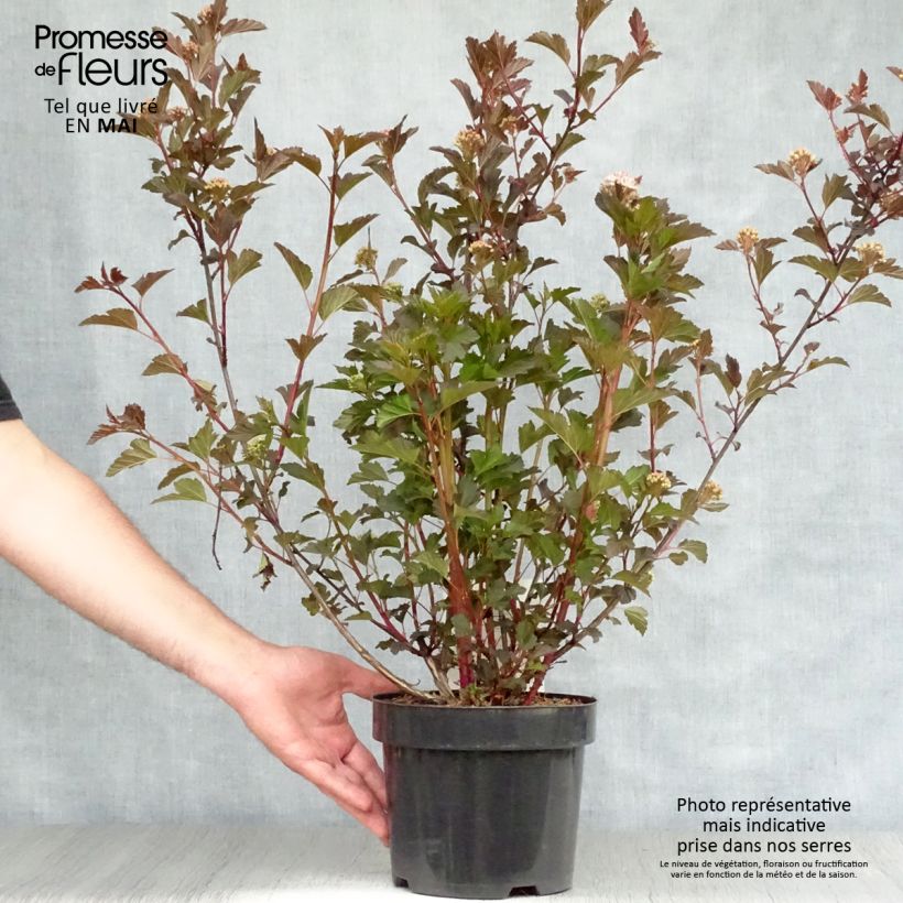 Physocarpus opulifolius Summer Wine Vaso da 3L/4L esemplare consegnato in primavera
