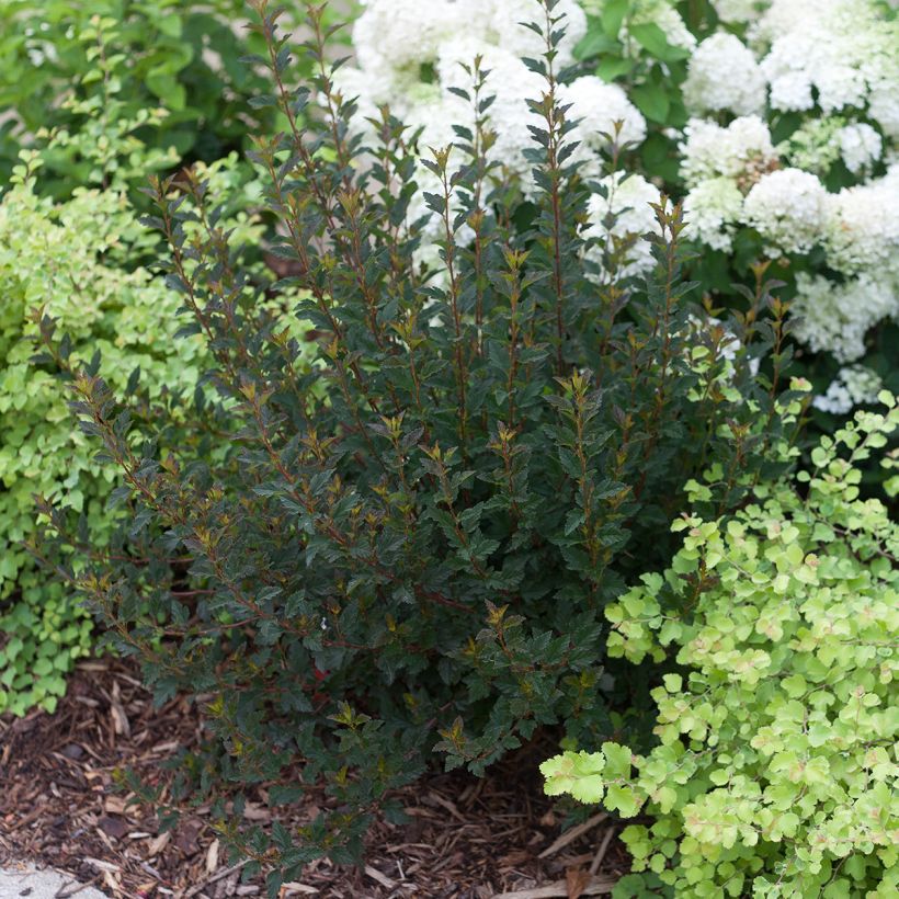 Physocarpus opulifolius Tiny Wine (Porto)