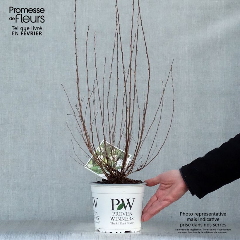 Physocarpus opulifolius Tiny Wine Gold Vaso da 2L/3L esemplare consegnato in inverno
