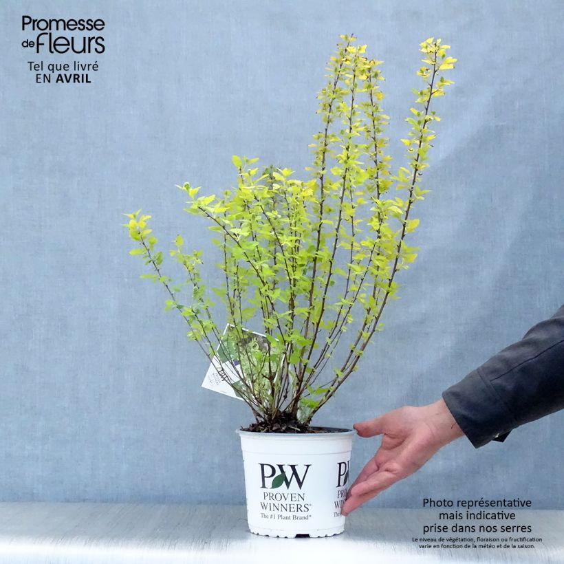 Physocarpus opulifolius Tiny Wine Gold Vaso da 2L/3L esemplare consegnato in primavera
