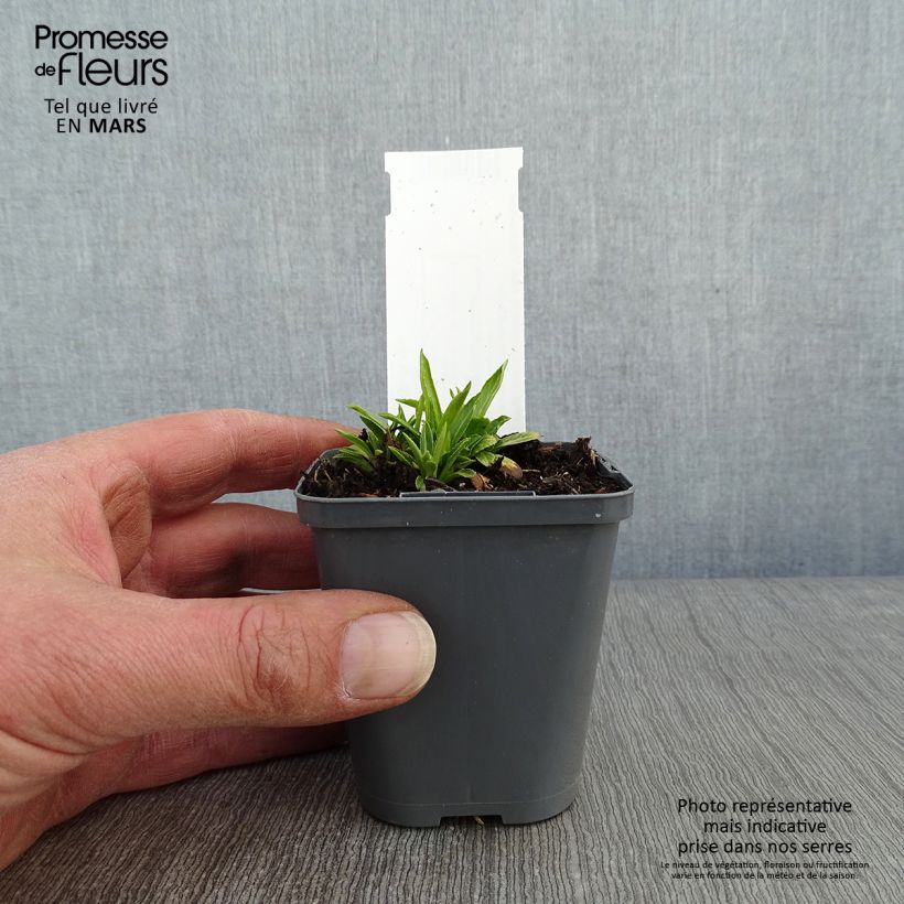 Physostegia virginiana Alba Vasetto da 8/9 cm esemplare consegnato in inverno