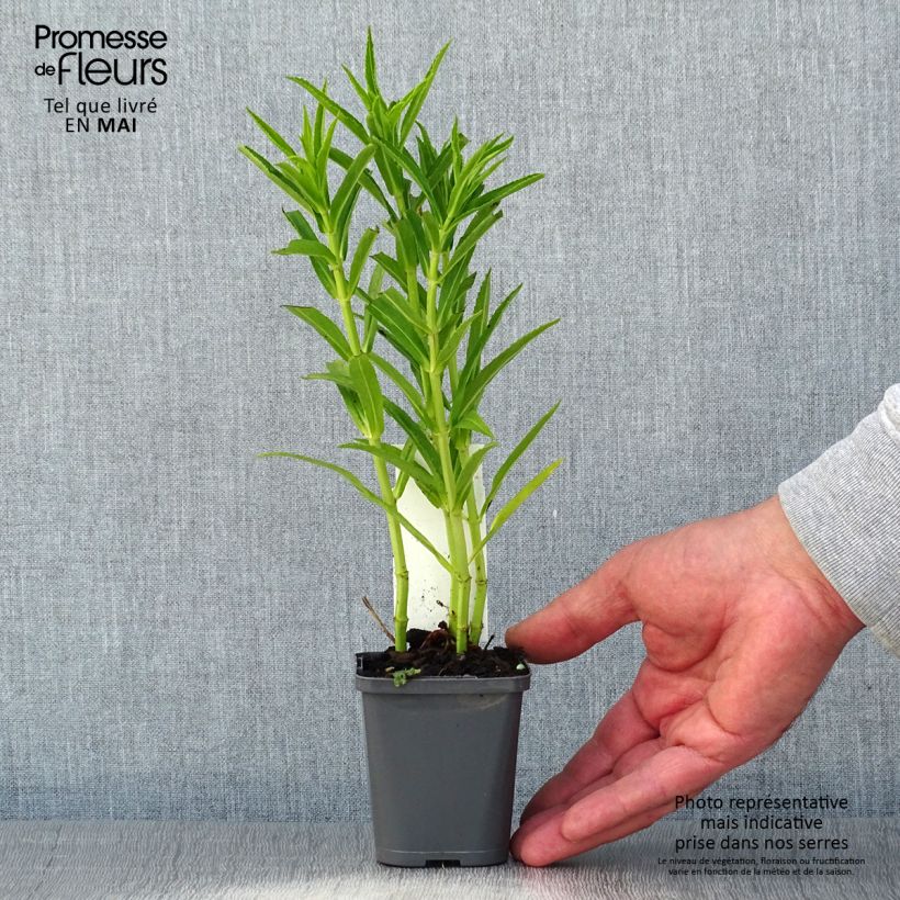 Physostegia virginiana Alba Vasetto da 8/9 cm esemplare consegnato in primavera