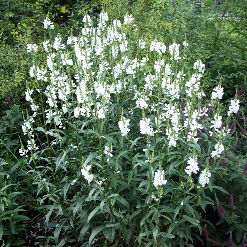 Physostegia virginiana Alba (Porto)