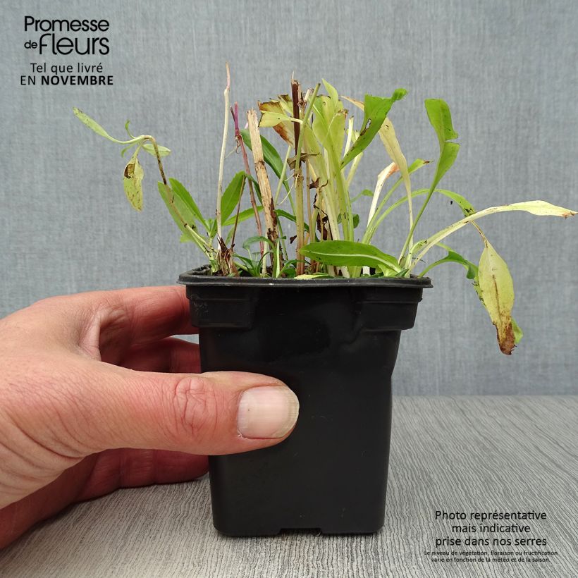 Esemplare di Physostegia virginiana Bouquet Rose Vasetto da 7/8 cm come consegnato in autunno