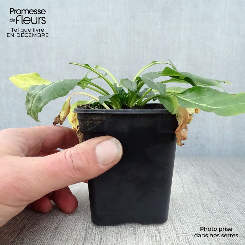 Physostegia virginiana Bouquet Rose Vasetto da 7/8 cm esemplare consegnato in inverno