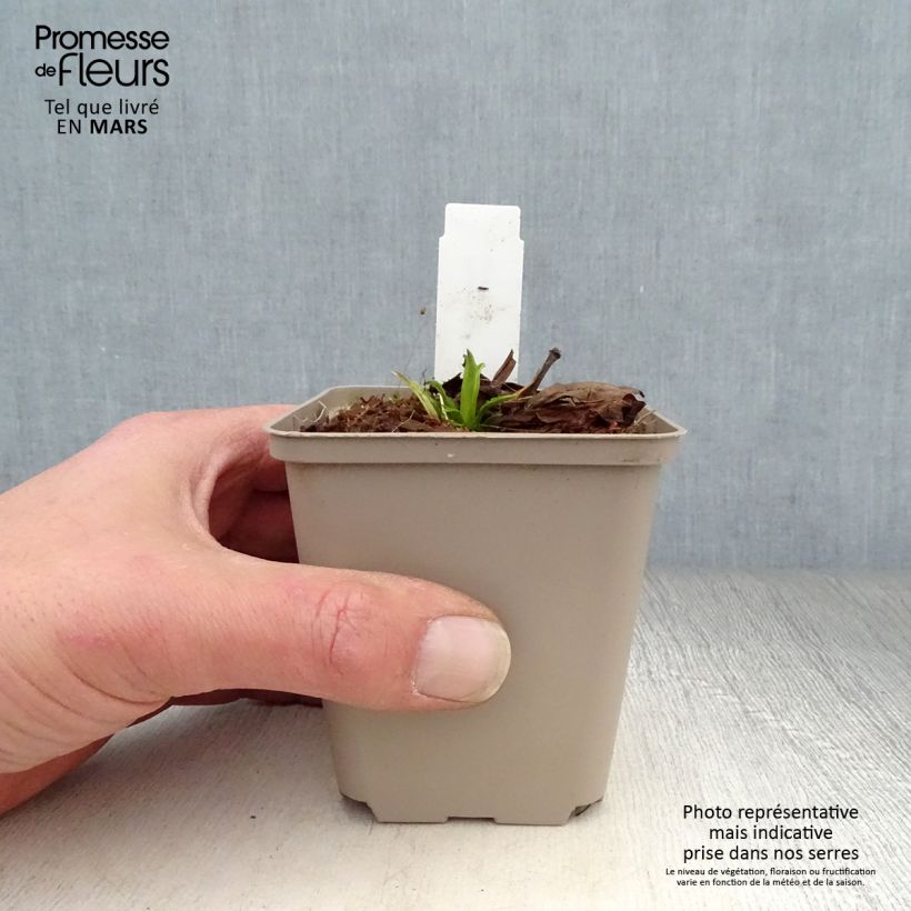 Physostegia virginiana Miss Manners Vasetto da 8/9 cm esemplare consegnato in primavera