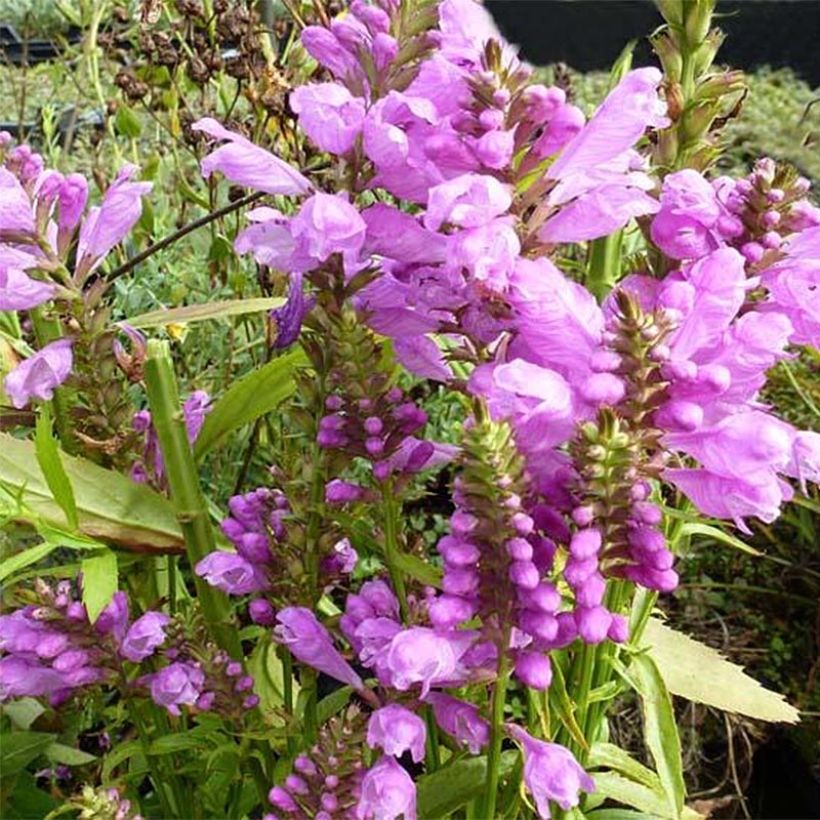 Physostegia virginiana Red Beauty (Fioritura)