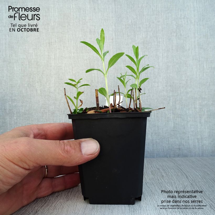 Esemplare di Physostegia virginiana Red Beauty Vasetto da 8/9 cm come consegnato in autunno