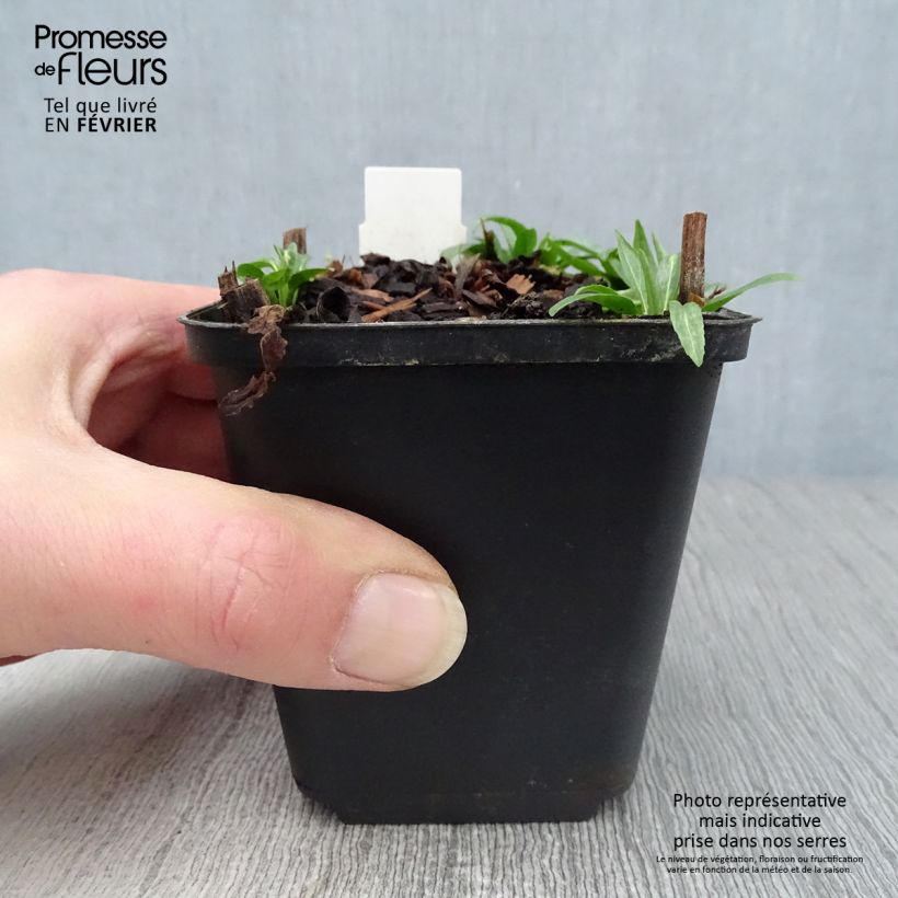 Physostegia virginiana Red Beauty Vasetto da 8/9 cm esemplare consegnato in inverno