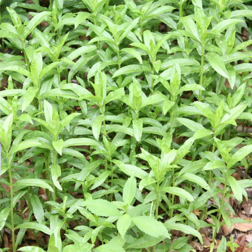 Physostegia virginiana Summer Snow (Fogliame)