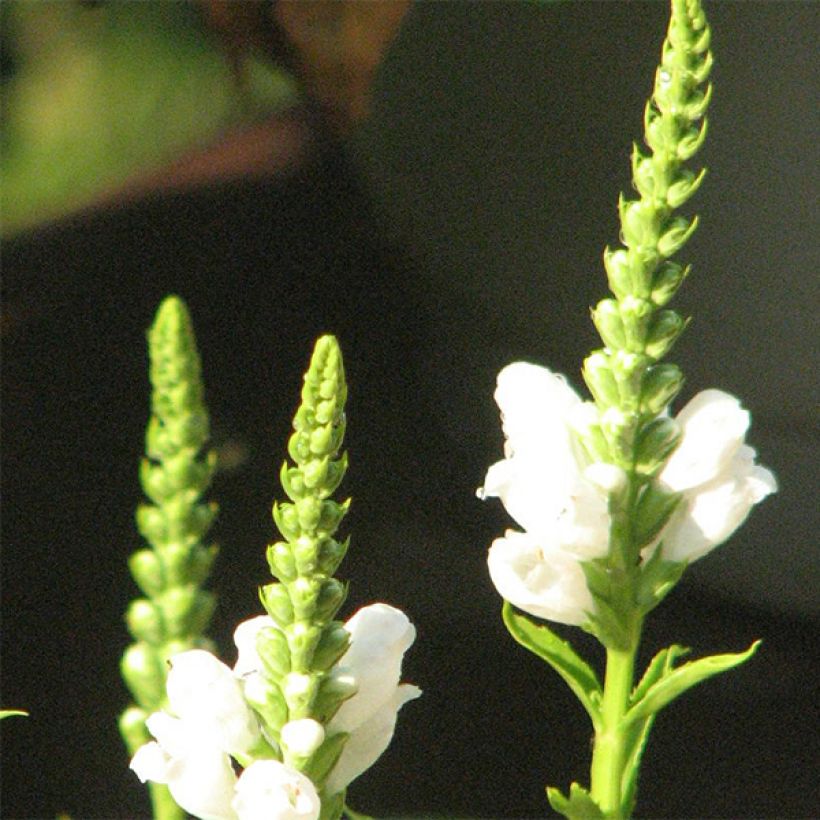 Physostegia virginiana Summer Snow (Fioritura)