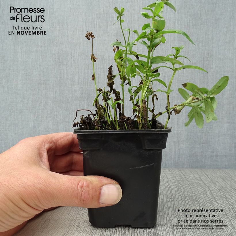 Esemplare di Physostegia virginiana Summer Snow Vasetto da 7/8 cm come consegnato in autunno