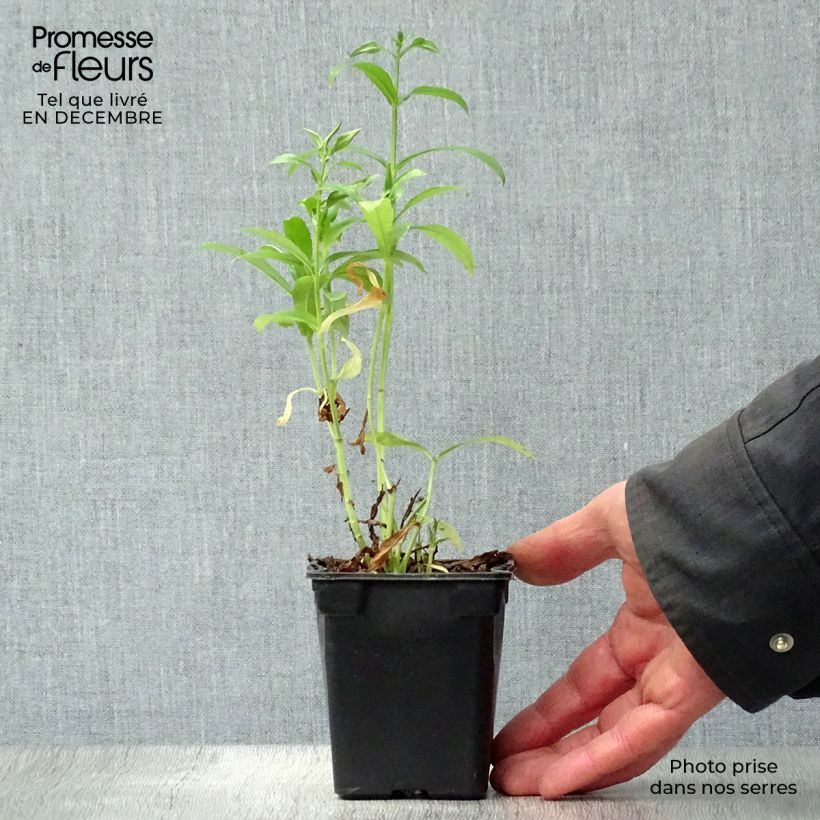 Physostegia virginiana Summer Snow Vasetto da 7/8 cm esemplare consegnato in inverno