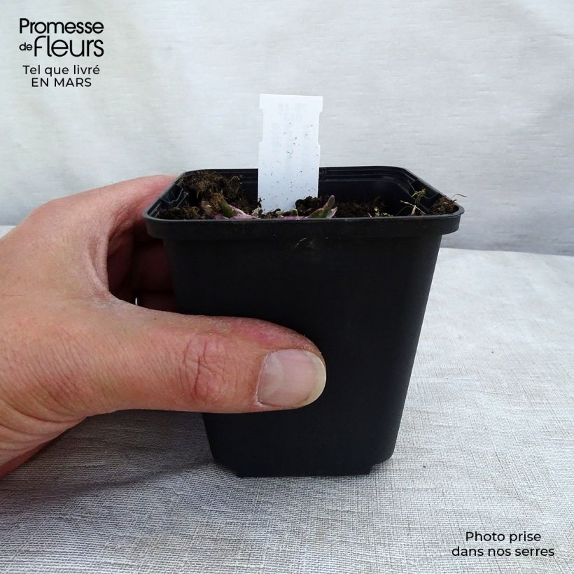 Physostegia virginiana Variegata Vasetto da 8/9 cm esemplare consegnato in primavera