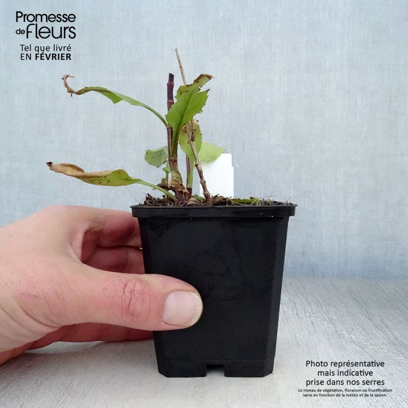 Physostegia virginiana Vivid Vasetto da 8/9 cm esemplare consegnato in inverno