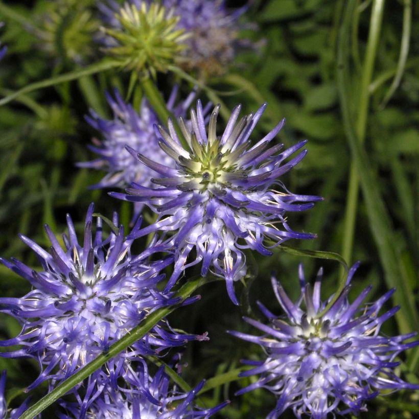 Phyteuma scheuchzeri - Raponzolo di Scheuchzer (Fioritura)
