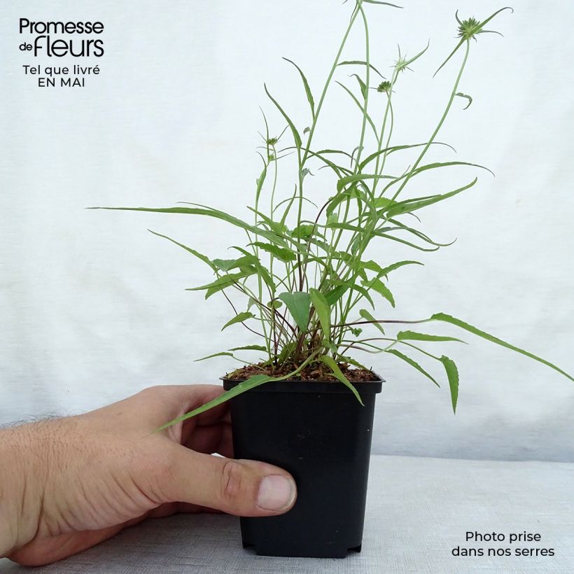 Phyteuma scheuchzeri - Raponzolo di Scheuchzer Vasetto da 8/9 cm esemplare consegnato in primavera