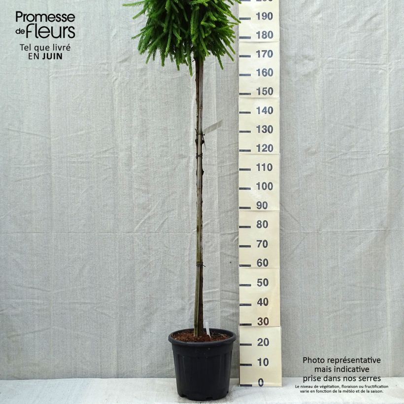 Picea abies Frohburg Vaso da 20L/25L, Vaso impalcato alto esemplare consegnato in primavera