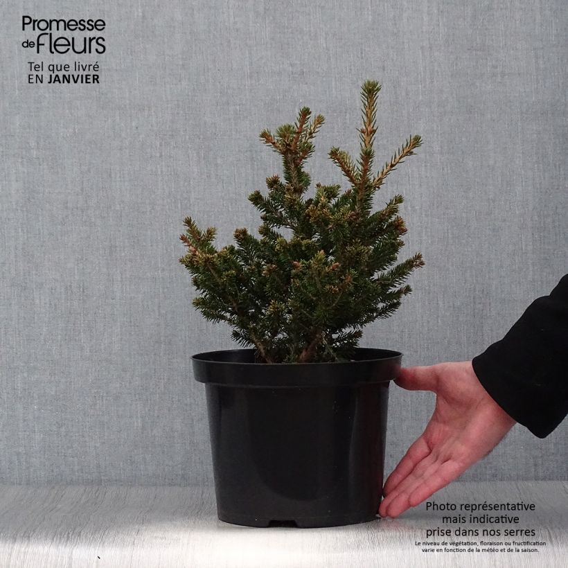 Picea abies Will's Zwerg Vaso da 7,5L/10L esemplare consegnato in inverno