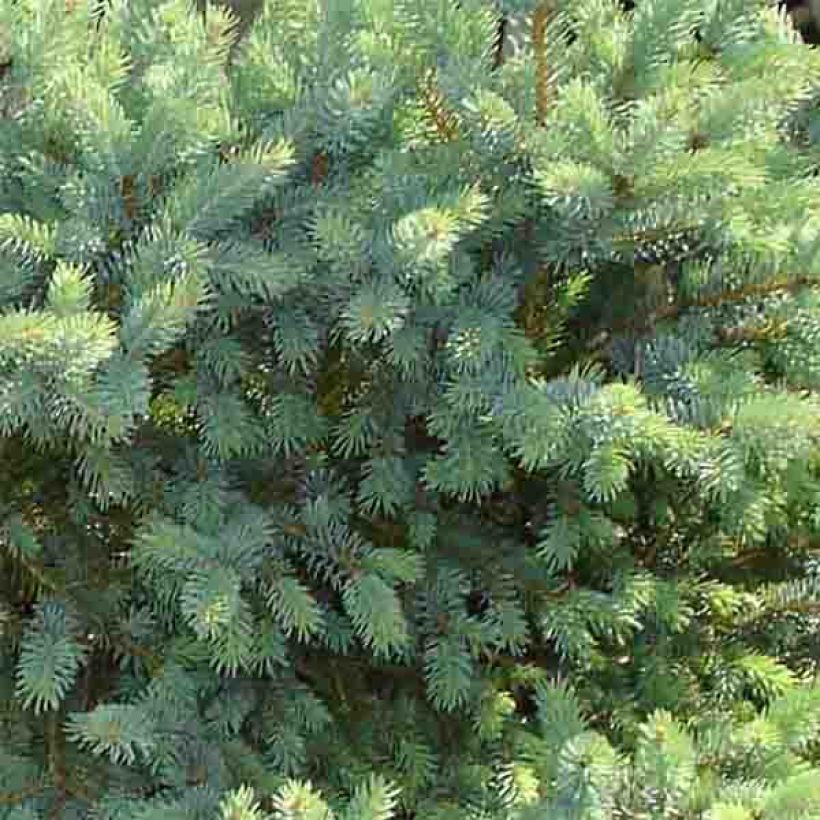 Picea glauca Cecilia (Fogliame)