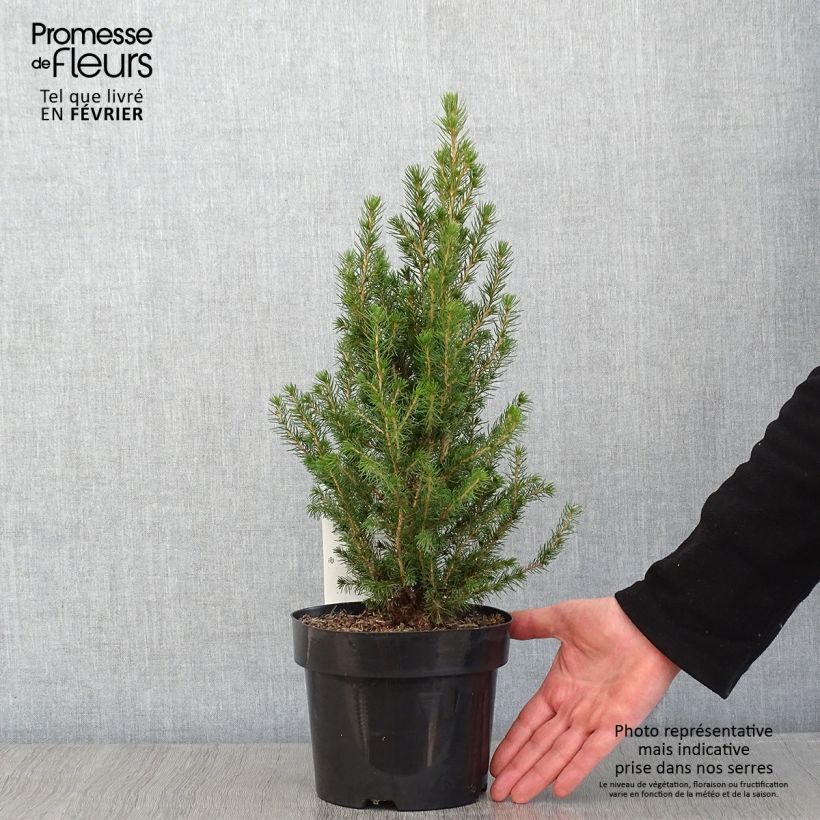 Picea glauca December Vaso da 3L/4L esemplare consegnato in inverno