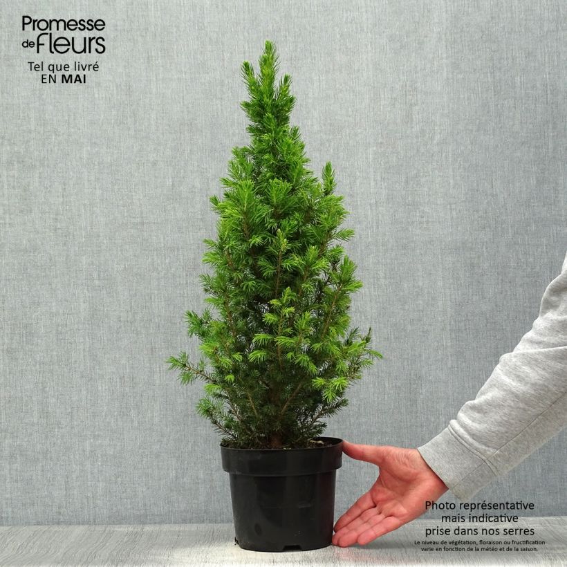 Picea glauca December Vaso da 3L/4L esemplare consegnato in primavera
