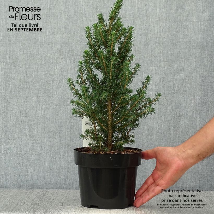 Esemplare di Picea glauca December Vaso da 3L/4L come consegnato in autunno