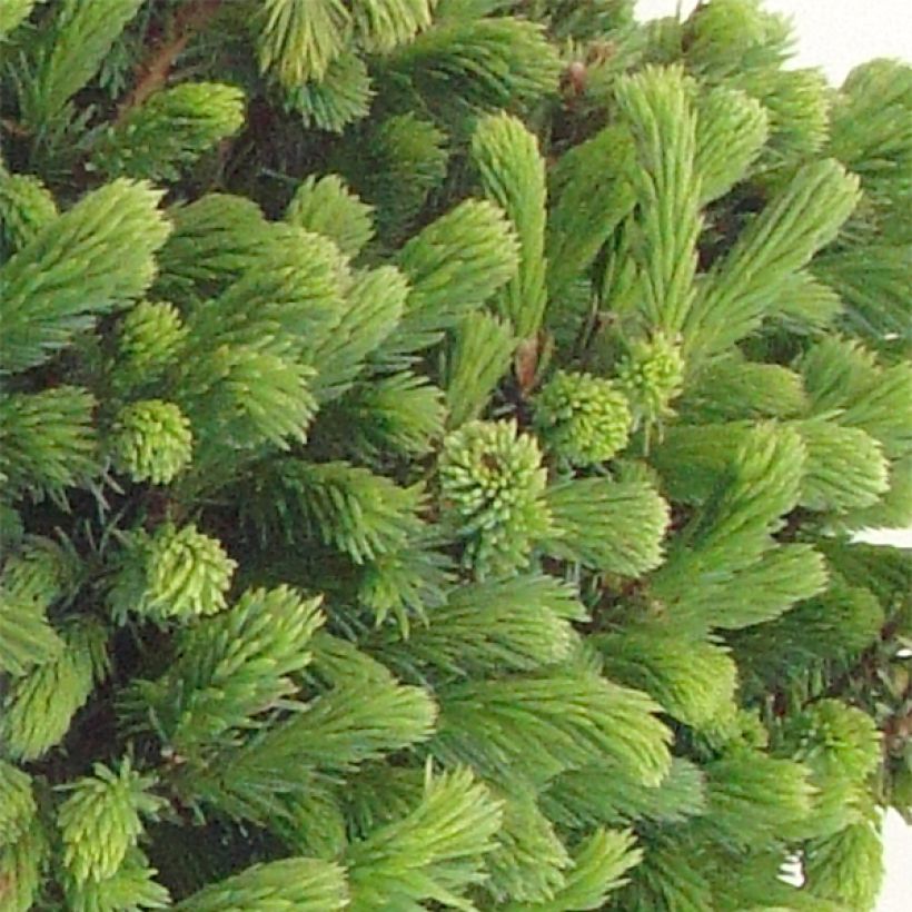 Picea glauca Echiniformis (Fogliame)