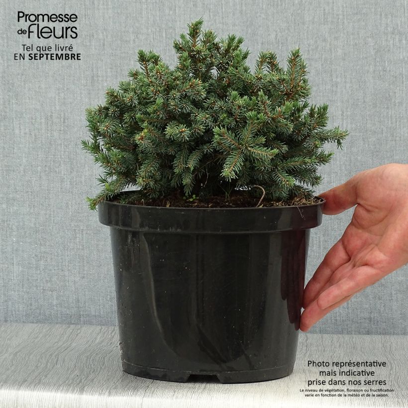 Esemplare di Picea glauca Echiniformis Echt Vaso da 4L/5L come consegnato in autunno