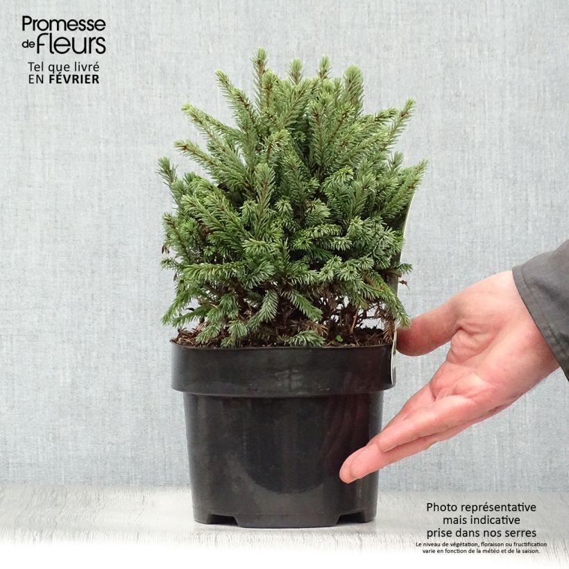 Picea glauca Echiniformis Echt Vaso da 4L/5L esemplare consegnato in inverno