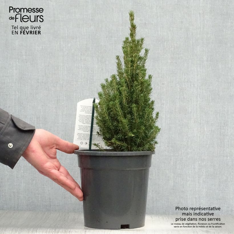 Picea glauca Laurin Vaso da 3L/4L esemplare consegnato in inverno