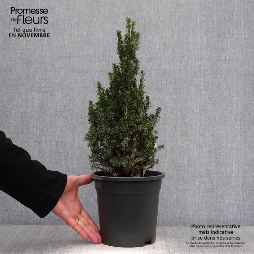 Esemplare di Picea glauca Laurin Vaso da 3L/4L come consegnato in autunno