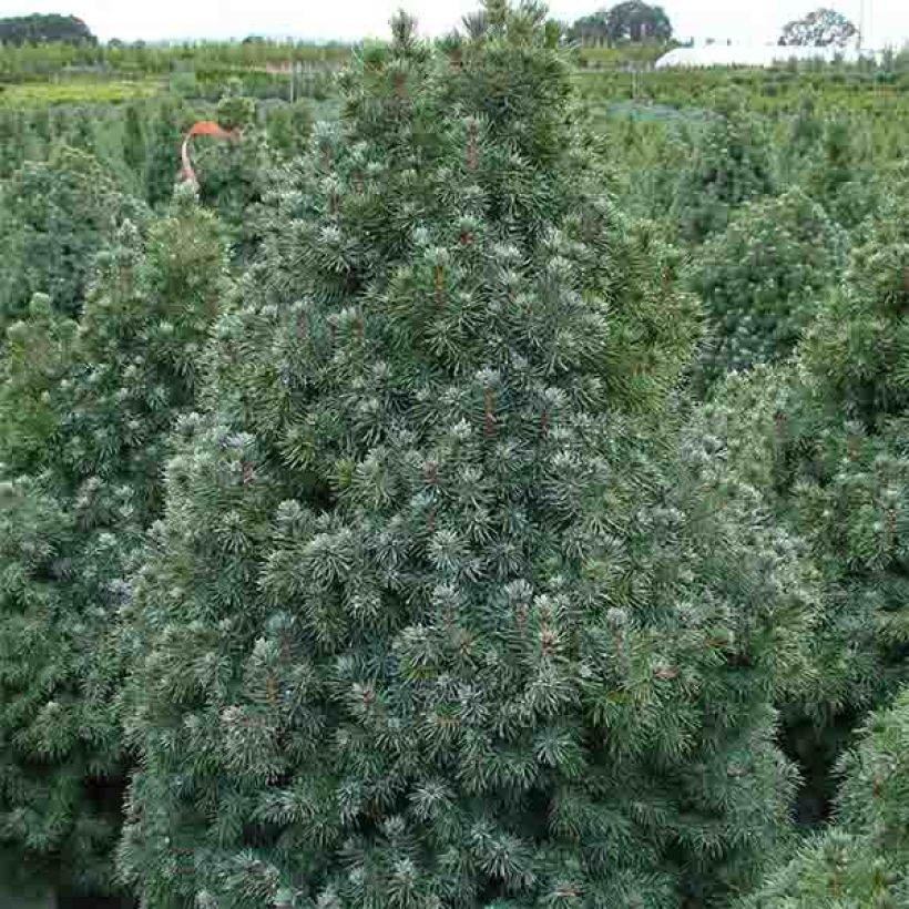 Picea glauca Sander's Blue (Porto)