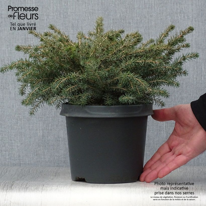 Picea mariana Nana Vaso da 2L/3L esemplare consegnato in inverno