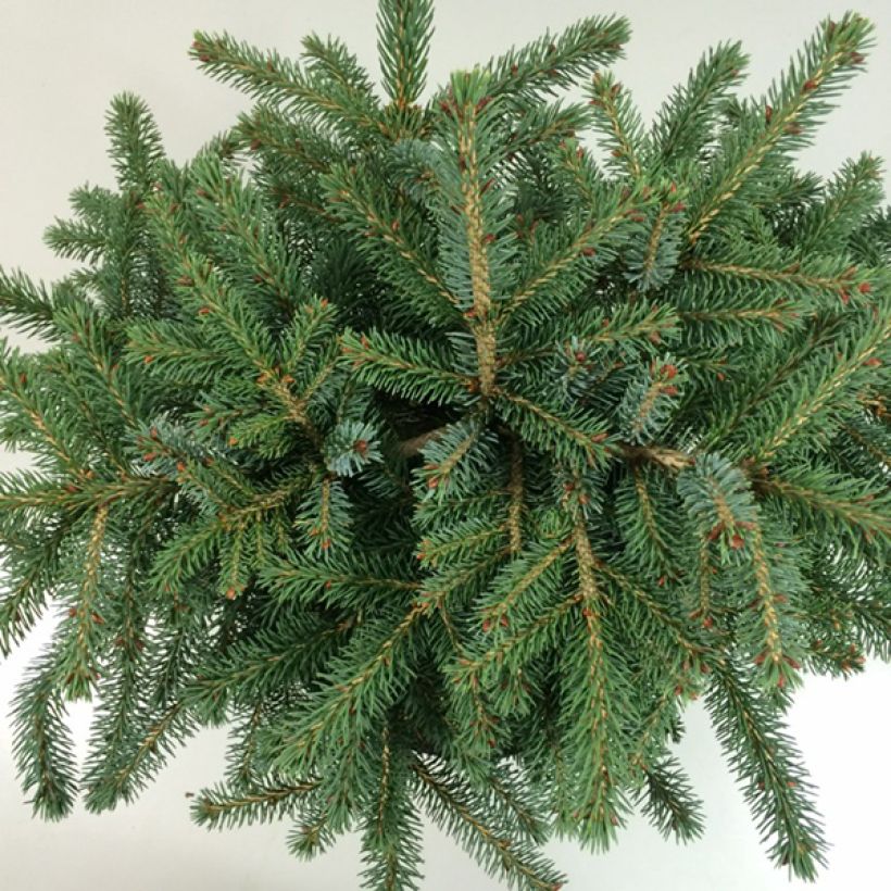 Picea mariana Machala (Fogliame)