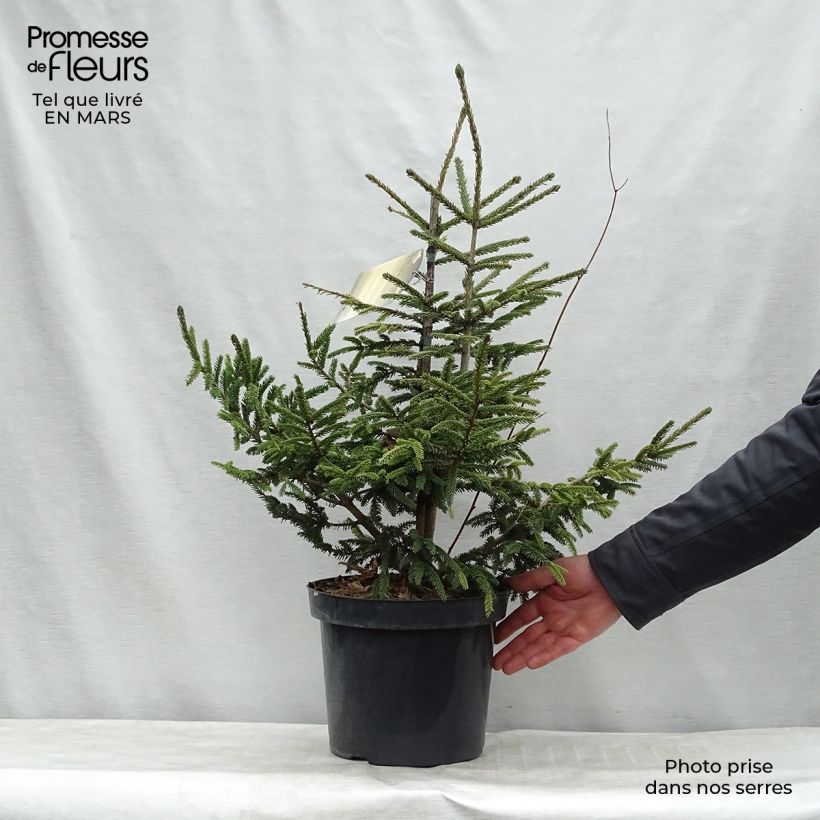Picea orientalis Aureospicata Vaso da 7,5L/10L esemplare consegnato in inverno